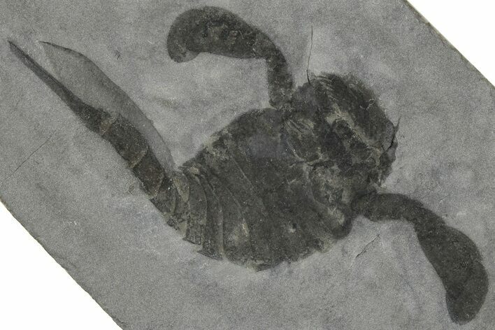 Eurypterus (Sea Scorpion) Fossil - New York #310240